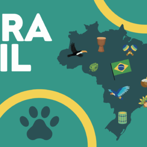 Junior Suite - Brasil